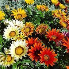 Gazania (Daybreak Series mix flower) for planting in garden
